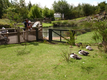 27 august ducks 2.jpg